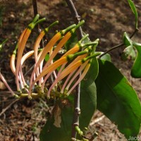 Dendrophthoe falcata (L.f.) Ettingsh.